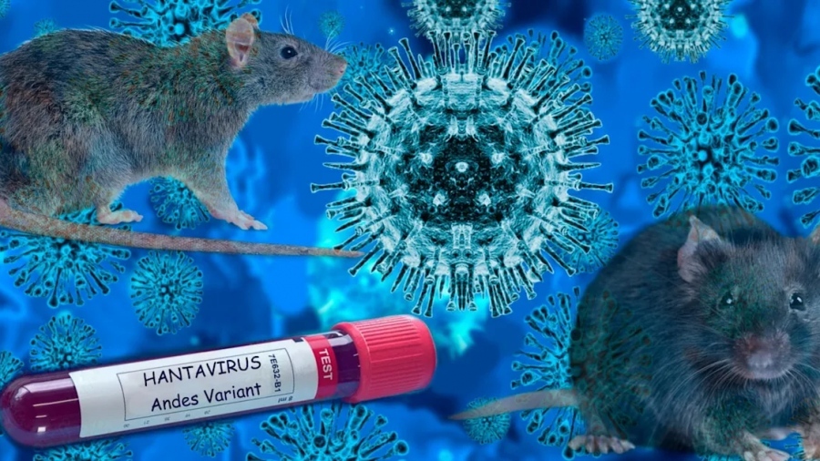 New virus or orchestrated scenario? Shadows surround Hantavirus amid fears of a global shock and Moderna’s role