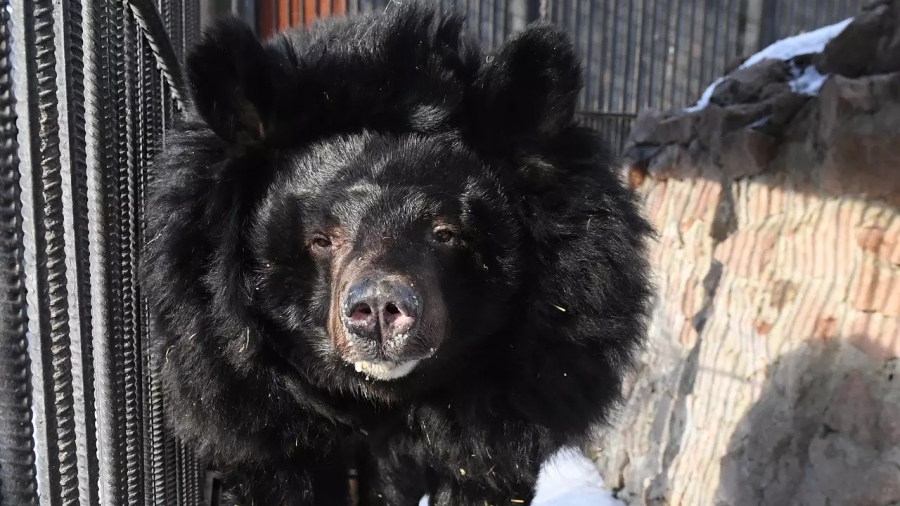 Όνειρα γλυκά! Η μαύρη αρκούδα των Ιμαλαΐων Vasia έπεσε σε χειμερία νάρκη για... πρώτη φορά