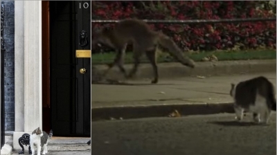 Viral ο γάτος της Downing Street - Ο Larry πήρε στο κυνήγι αλεπού