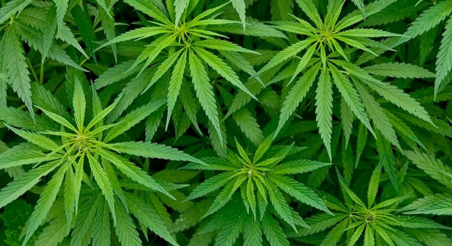 Ολλανδία: Το κράτος επιλέγει με κλήρωση τους παραγωγούς κάνναβης