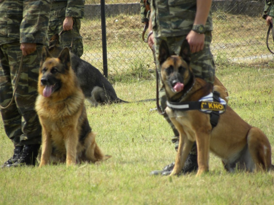 Tετράποδοι ήρωες στην πρώτη γραμμή – Σκυλιά υπηρεσίας στο μέτωπο του πολέμου