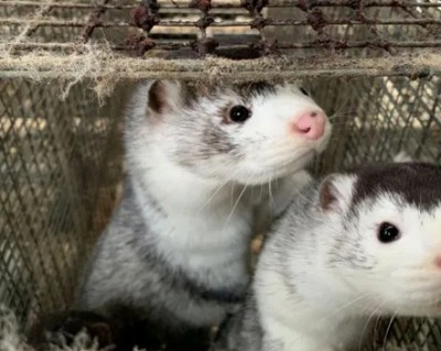 Θεσσαλονίκη - κορωνοϊός: Ξεκίνησε η διαδικασία της θανάτωσης 2500 μινκ στην περιοχή του Βοϊου