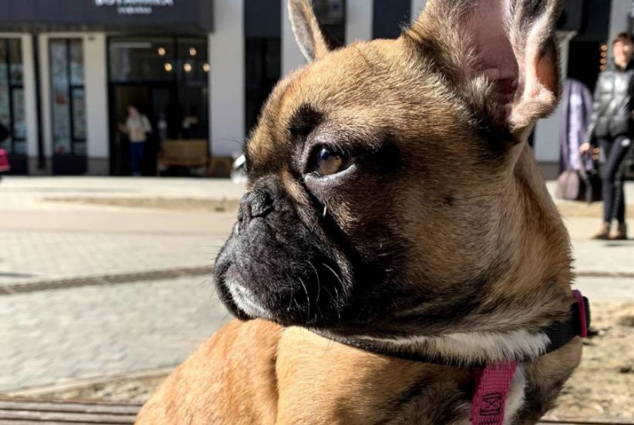 Οι ράτσες σκύλων με το μικρότερο προσδόκιμο ζωής - Οι αριθμοί είναι τρομακτικοί