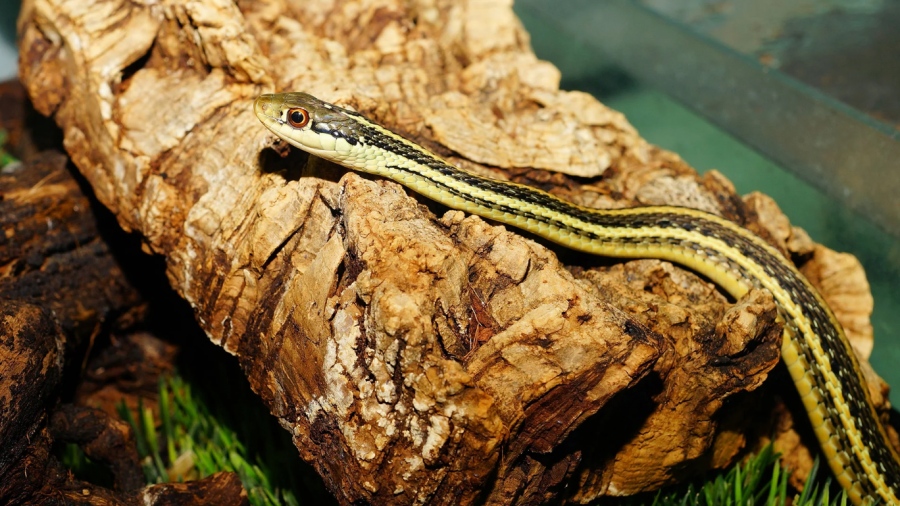 Άναυδοι οι επιστήμονες - Απολιθωμένο φίδι 34 εκατομμυρίων ετών «ξαναγράφει» την εξέλιξη του είδους