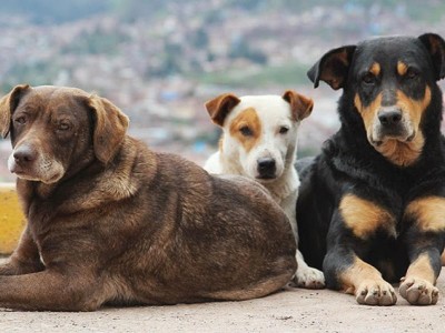 Ανοιχτή επιστολή 74 φιλοζωικών σωματείων σε Μητσοτάκη - Ζητούν έμπρακτη στήριξη από την κυβέρνηση