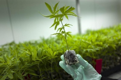 Δημιουργία 2.250 νέων θέσεων εργασίας και επενδύσεις 360 εκατ. ευρώ από την φαρμακευτική κάνναβη