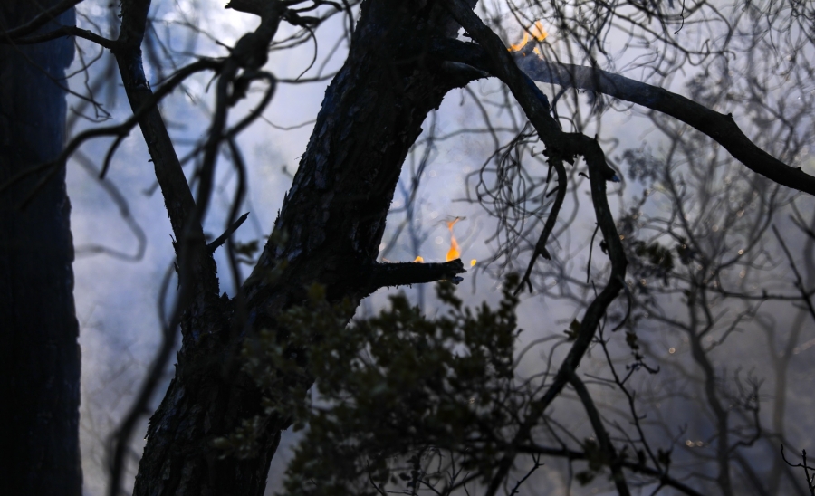 Αττική: Απομακρύνονται καμένα δέντρα από τις πυρόπληκτες περιοχές