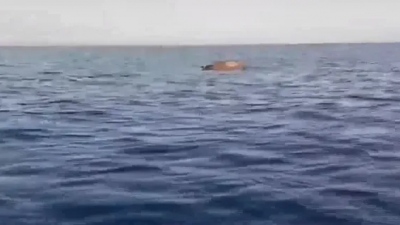 Θεσσαλονίκη: Νεκρή αγελάδα εντοπίστηκε να επιπλέει στον Θερμαϊκό