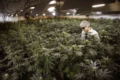 Έκτη σε εισόδημα αγροτική καλλιέργεια των ΗΠΑ η μαριχουάνα - Έφερε έσοδα 5 δισ. δολάρια στους παραγωγούς