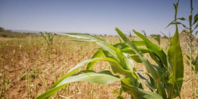 FAO: Καλεί τις χώρες να προετοιμάσουν τα συστήματα τροφίμων τους για νέα σοκ