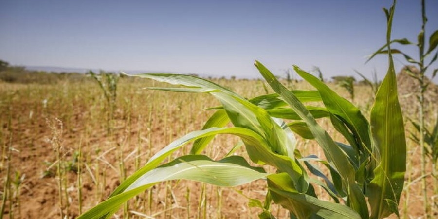FAO: Καλεί τις χώρες να προετοιμάσουν τα συστήματα τροφίμων τους για νέα σοκ