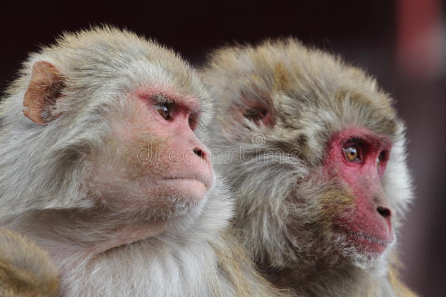 Εμβόλιο κατά του κορωνοϊού αποδείχθηκε αποτελεσματικό - Υγιείς 6 μακάκοι μετά την ένεση