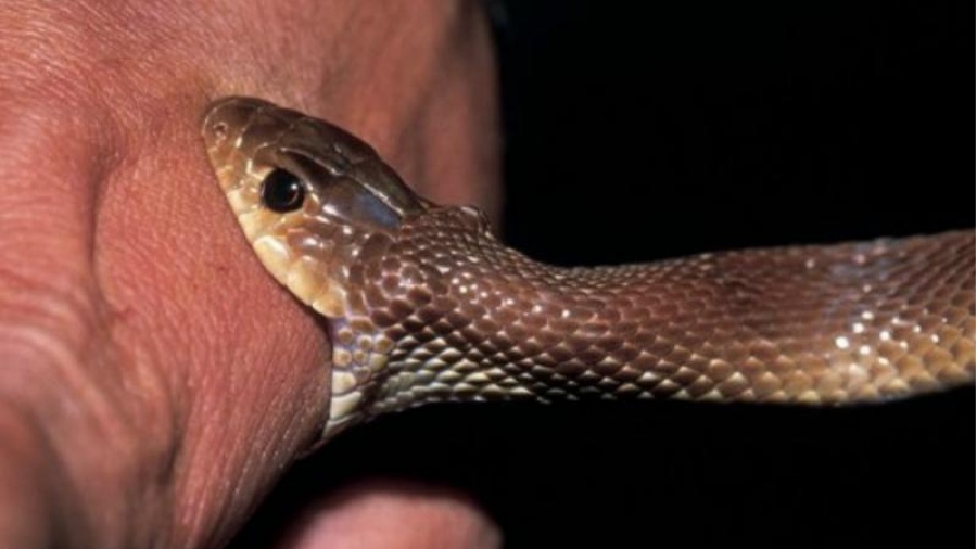 Μεγάλη προσοχή: Δεν είναι 1, ούτε 2 – Αναλυτικά η λίστα με τα δηλητηριώδη φίδια στην Ελλάδα, τσίμπημα και νοσοκομείο