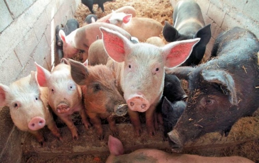 Η Ελλάδα «παγώνει» τις εισαγωγές από Βουλγαρία, λόγω της πανώλης των χοίρων