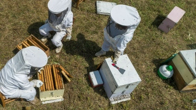 Ξεκινούν αύριο (28/1) οι αιτήσεις για το νέο επιδοτούμενο πρόγραμμα κατάρτισης ανέργων της ΔΥΠΑ στη μελισσοκομία στην Πάργα