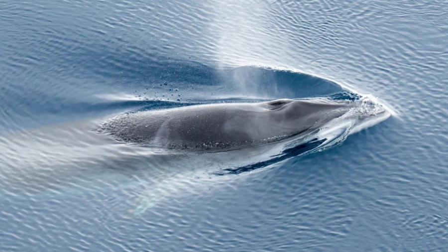Ανησυχία στους επιστήμονες - Οι φωνές των μπλε φαλαινών εξασθενούν