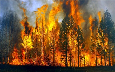 Πυρκαγιές: Οι ευθύνες της Κυβέρνησης, το 112 και οι ΜΚΟ στα δάση