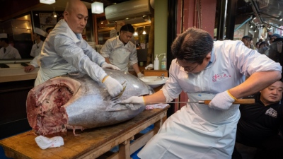 Γιγάντιος τόνος 243 κιλών πουλήθηκε για 3,2 εκατομμύρια δολάρια στην πρώτη δημοπρασία του 2026 - Γιατί όμως τόσο ακριβά