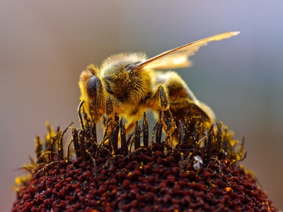 Ποιο self test; Επιστήμονες εκπαίδευσαν... μέλισσες ώστε να εντοπίζουν τον κορωνοϊό!