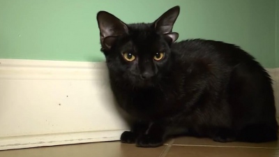 Αδιανόητο - Μεταλλαγμένο γατάκι με διπλά αυτιά προκαλεί φρενίτιδα στο διαδίκτυο (vid)