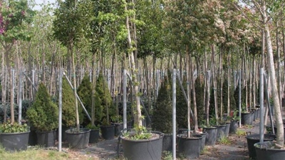 Δήμος Αθηναίων: Προμήθεια 2.975 νέων δέντρων σε σημεία που επηρεάζονται από τις εργασίες του Μετρό - Μπακογιάννης: Μακριά από λαϊκισμούς