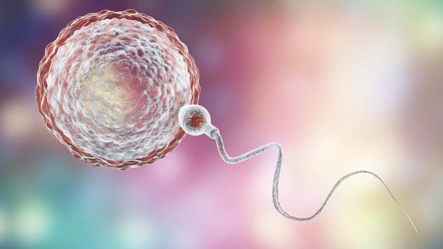 Δωρεά ωαρίων: Όλα όσα πρέπει να γνωρίζετε