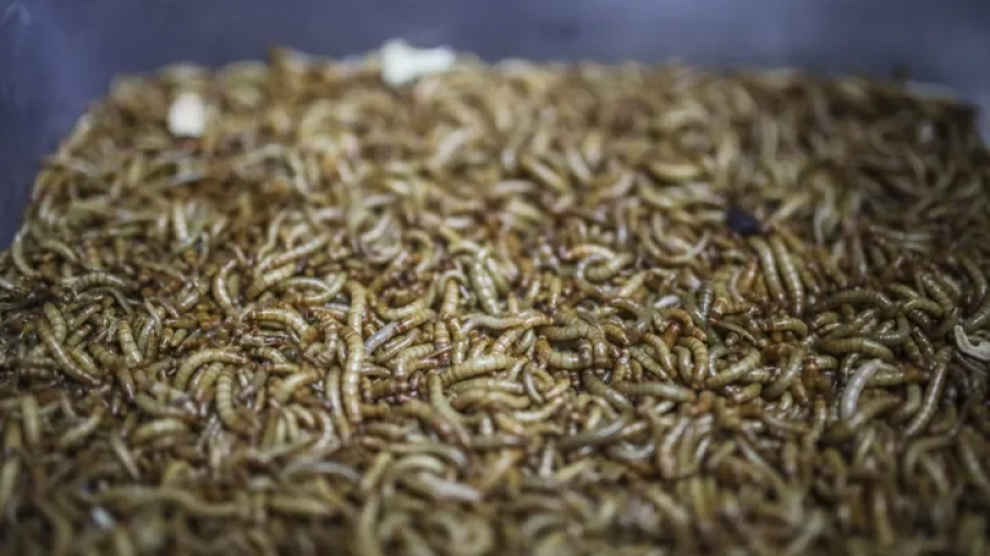 Ιταλία: «Πράσινο φως» στο αλεύρι εντόμων για ανθρώπινη χρήση