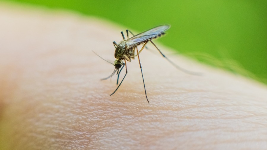 Τσιμπήματα εντόμων - Είναι δυνητικά θανατηφόρα;