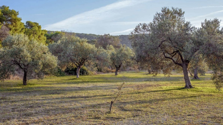 Σοκ στην Ηλεία: Απαγχονισμένη εντοπίστηκε 47χρονη σε ελαιοστάσιο στη Συντριάδα Πύργου