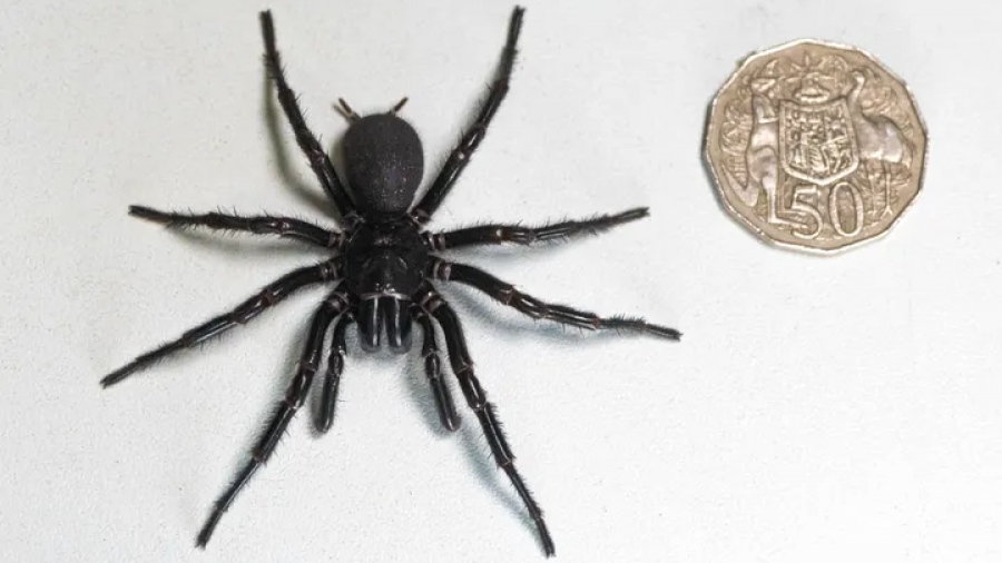 Με ελληνικό όνομα, η μεγαλύτερη αρσενική και πιο δηλητηριώδης αράχνη στον κόσμο - Που εντοπίστηκε - Τρυπάει μέχρι ανθρώπινο νύχι