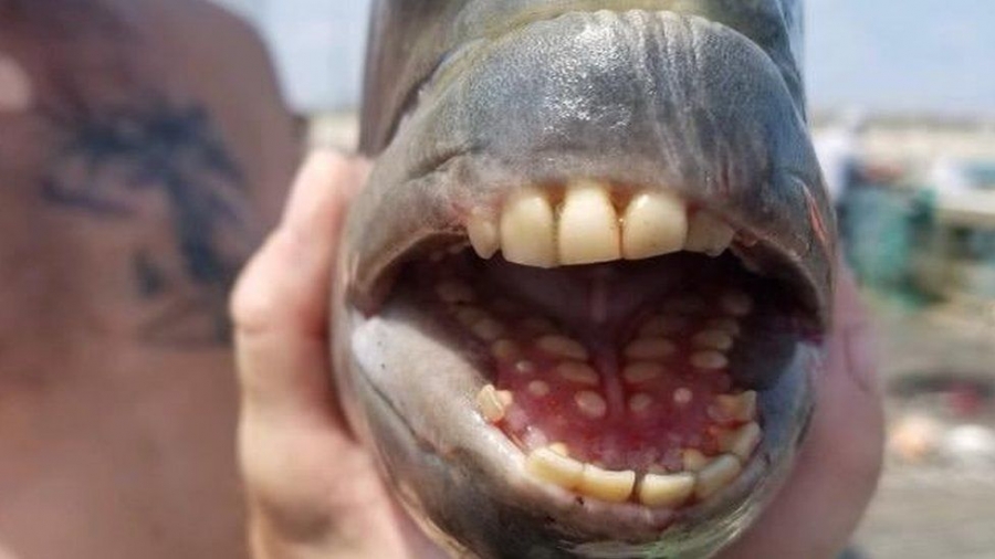 Ψάρι με ανθρώπινα δόντια πιάστηκε στις ΗΠΑ
