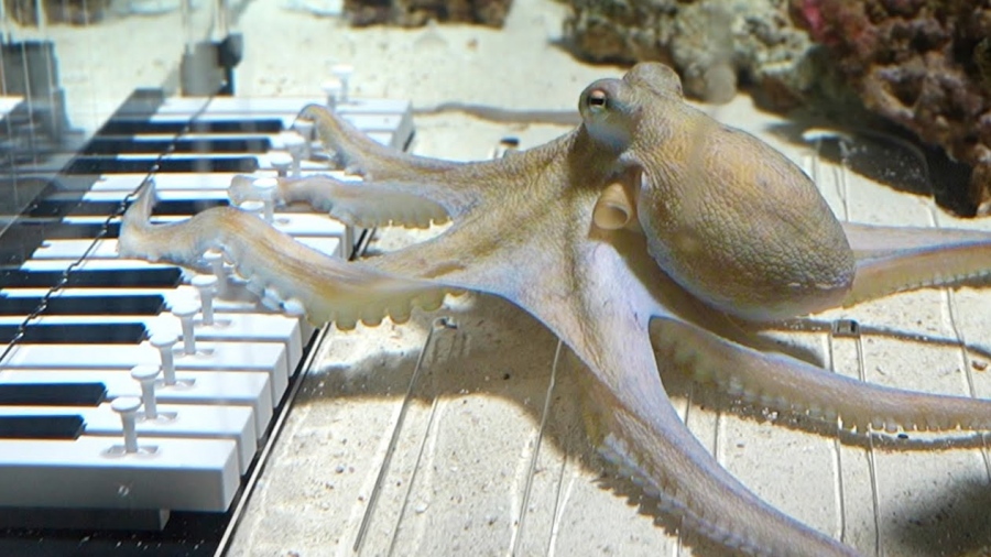 «Το πιο παράξενο πείραμα» - Μουσικός μαθαίνει σε χταπόδι να παίζει πιάνο (vid)