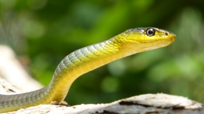 Σοκαρισμένοι οι επιστήμονες - Τα φίδια επιβιώνουν για χρόνια χωρίς τροφή – Η γενετική «διαγραφή» που αλλάζει τους νόμους της ζωής