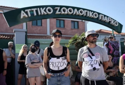 Προανάκριση για τον θάνατο του χιμπατζή στο Αττικό Πάρκο - Ελεύθερος ο φροντιστής που τον πυροβόλησε