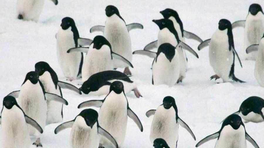 Ανταρκτική: Γρίπη των πτηνών εντοπίστηκε σε πιγκουίνους κοντά στην Ανταρκτική, 200 νεοσσοί πέθαναν