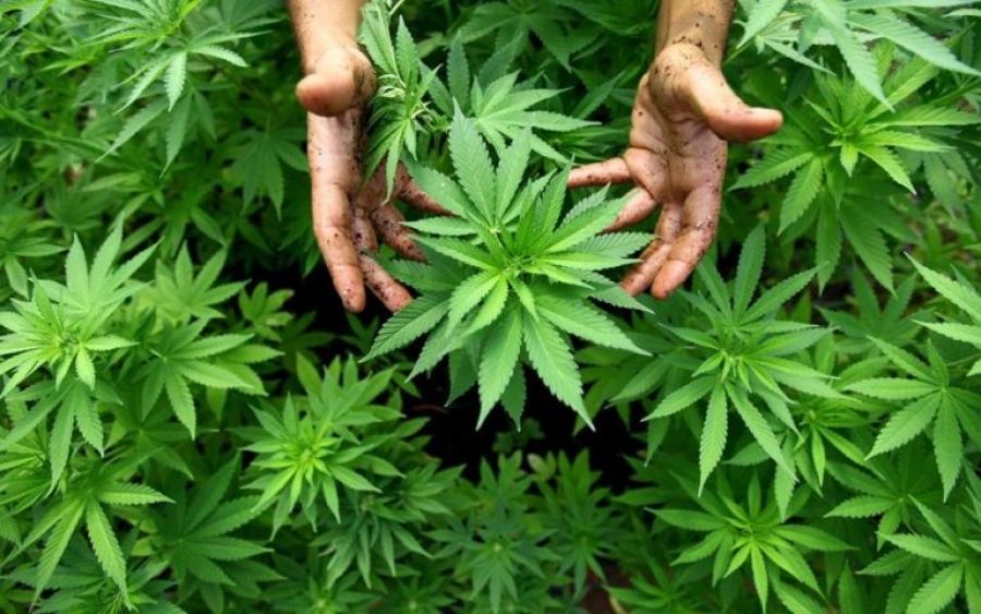 Ανοίγει ο δρόμος για τη χρήση κάνναβης στη Γερμανία - Θα επιτρέπεται η καλλιέργεια έως και δύο φυτών