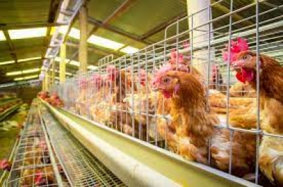 Γρίπη των πτηνών – Η Η5N1 σαρώνει τα πτηνοτροφεία και απειλεί να μεταδοθεί στον άνθρωπο