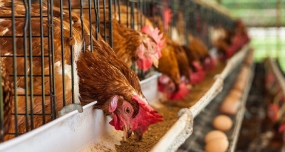 Πτηνοτρόφοι (ΕΔΟΠ): Τι γίνεται με τις άδειες και τις πιστοποιήσεις