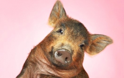 Τα γουρούνια τα... κατάφεραν: Κολλάνε κορωνοϊό αλλά δεν αρρωσταίνουν - Το μοντέλο που μελετά το Ισραήλ