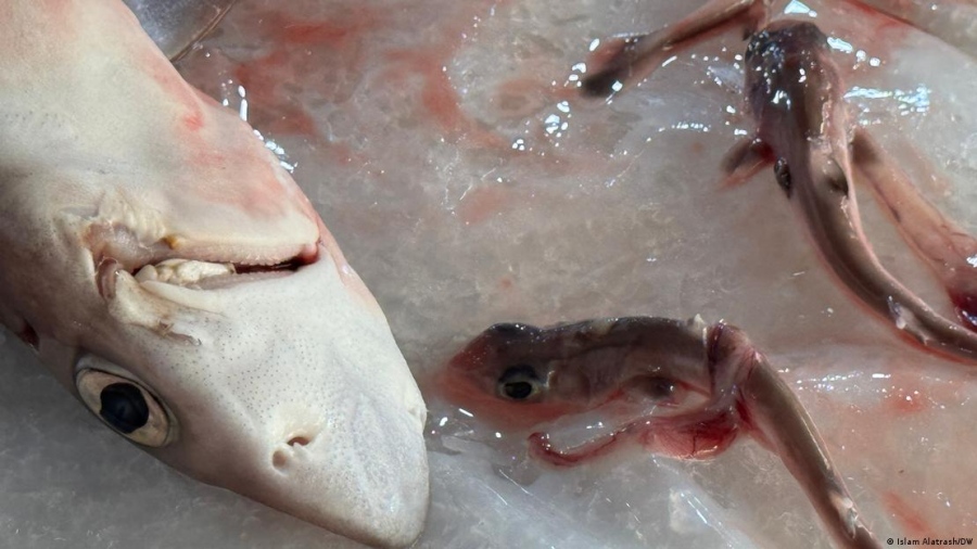 Οι καρχαρίες της Μεσογείου εξαφανίζονται