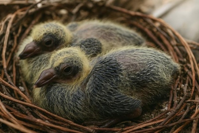 Μάστερ μυστικότητας... Είναι τα περιστέρια τα μόνα πουλιά χωρίς απογόνους; Γιατί κανείς δεν έχει δει ποτέ τα μικρά τους;