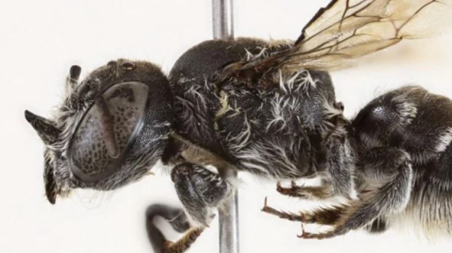Η «διαβολική» μέλισσα με την τρομακτική όψη