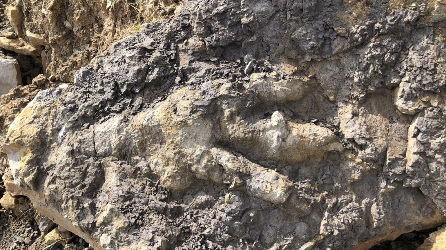 Βρέθηκαν απολιθώματα ενός πελώριου δεινόσαυρου - Πιθανολογείται πως έφτανε τα 9 μέτρα - Ζούσε πριν 174 εκατ. χρόνια!
