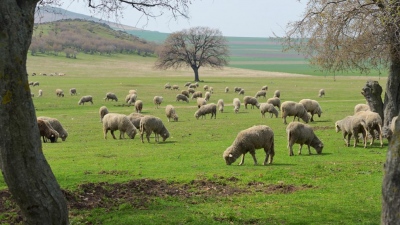 Έπαθαν Ελλάδα - Τα αμαρτωλά βοσκοτόπια και της... Ρουμανίας: Στη φόρα από την Ευρωπαϊκή Εισαγγελία νέο σκάνδαλο εκατομμυρίων
