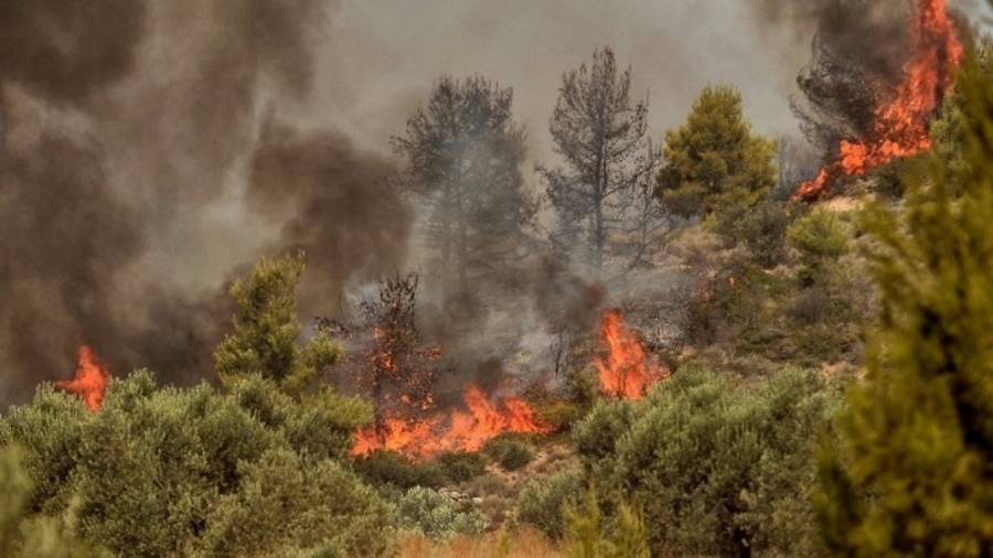 Μεγάλη πυρκαγιά στη Φθιώτιδα - Υπό έλεγχο το μέτωπο στο χωριό Λογγίτσι - Ισχυρές πυροσβεστικές δυνάμεις