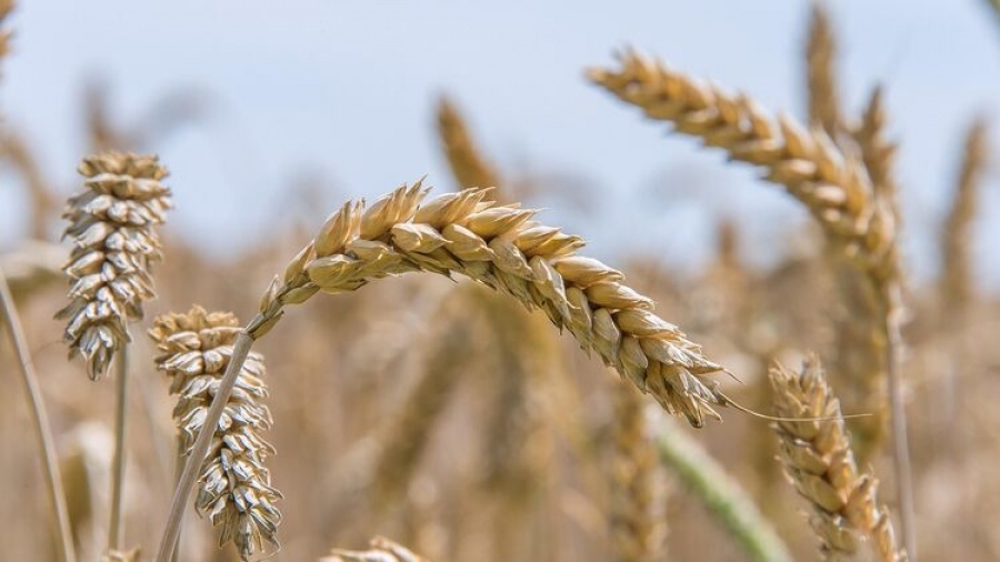 Το σιτάρι είναι το νέο «πυρηνικό» όπλο – Γιατί το Ισραήλ αρνείται να κόψει τους δεσμούς με Ρωσία