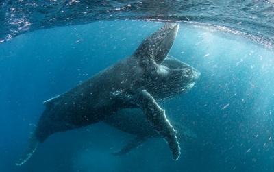 Το Netflix αποκαλύπτει το πρώτο υλικό από τη νέα φιλόδοξη σιεά φυσικής ιστορίας «Ο Πλανήτης μας»