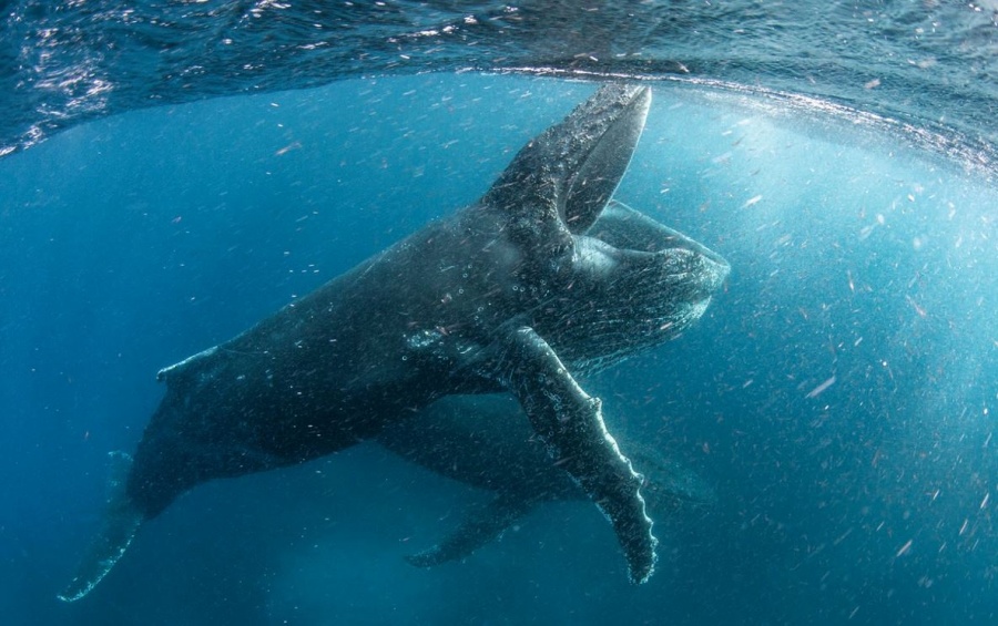 Το Netflix αποκαλύπτει το πρώτο υλικό από τη νέα φιλόδοξη σιεά φυσικής ιστορίας «Ο Πλανήτης μας»