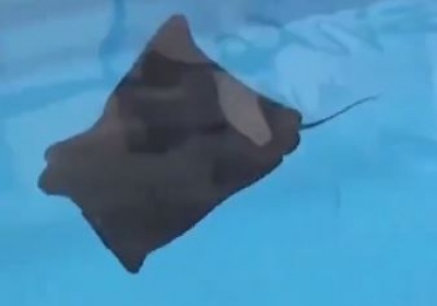 Οι «αόρατοι κατάσκοποι» της Κίνας: Drones - σαλάχια καταγράφουν και μεταδίδουν realtime τις κινήσεις του αμερικανικού στόλου