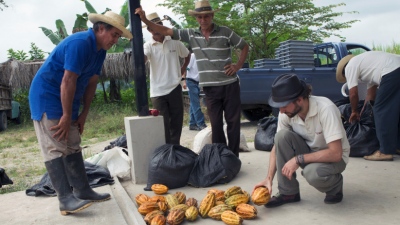 Κακά νέα για τις σοκολάτες: Υπερμεταδοτικός ιός καταστρέφει τα κακαόδεντρα και απειλεί την παγκόσμια παραγωγή σοκολάτας